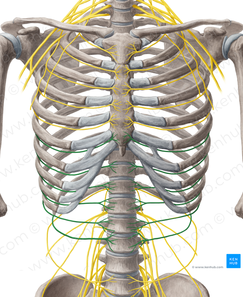 6th-11th intercostal nerves (#6252)