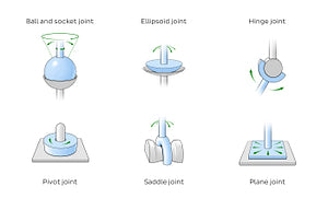 Types of synovial joints (English)