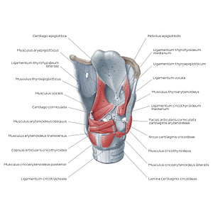 Muscles of the larynx: posterolateral view (Latin)