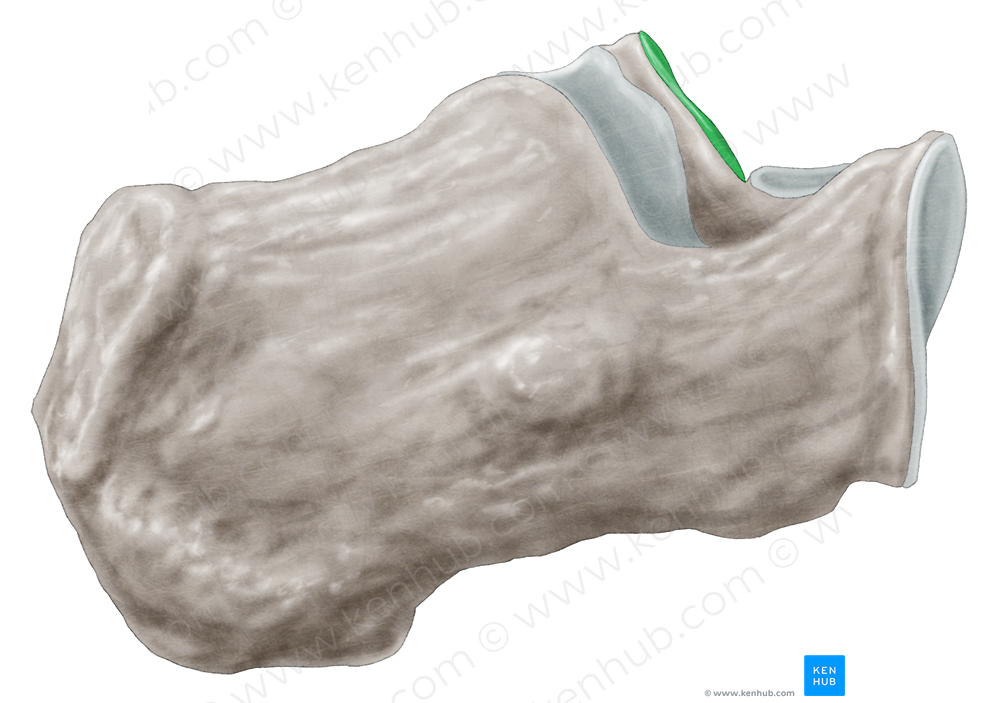 Middle talar articular surface of calcaneus (#3478)
