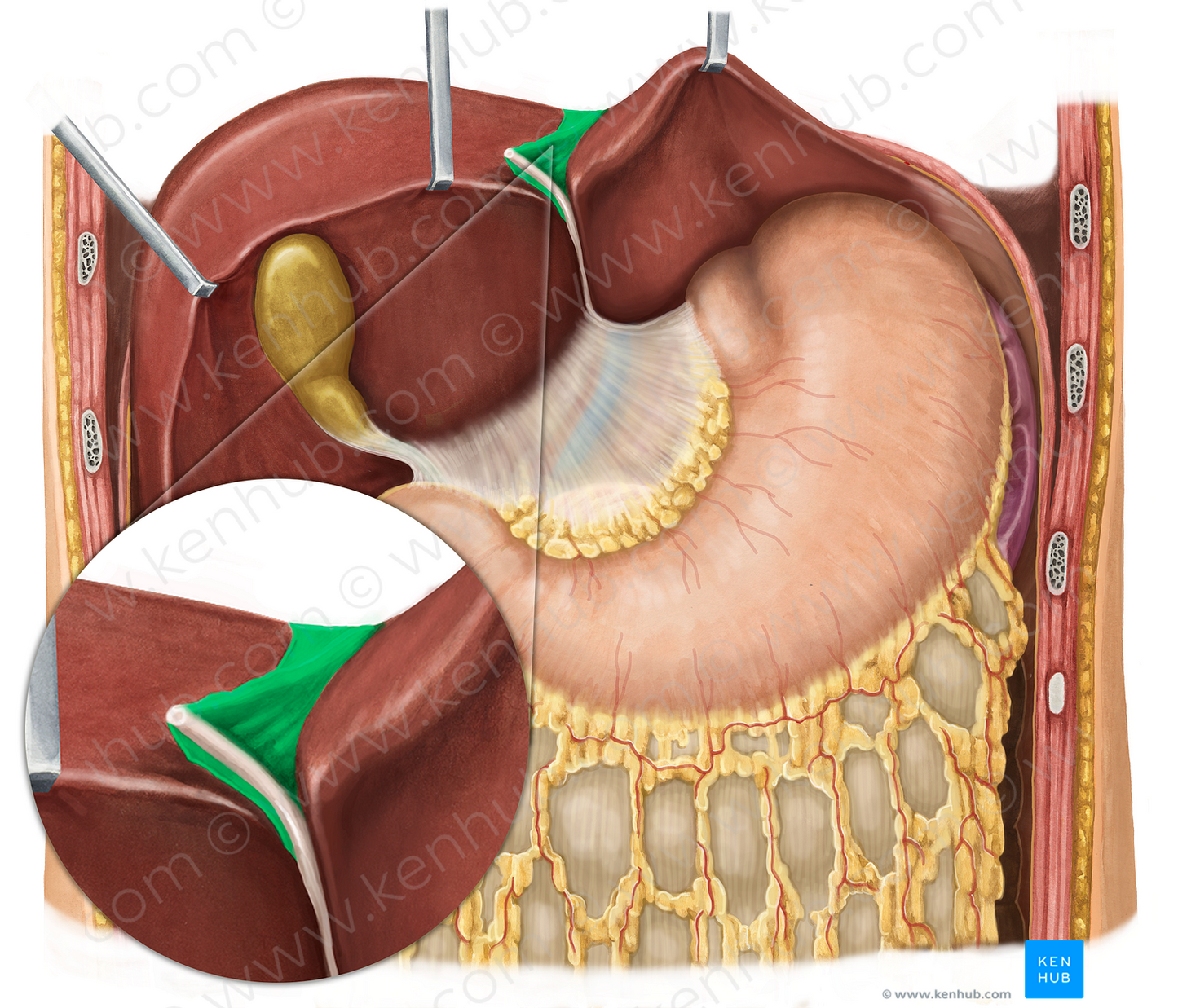 Falciform ligament of liver (#4526)