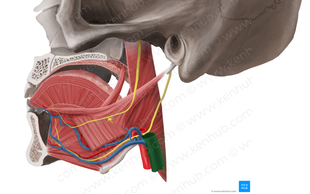 Left internal jugular vein (#10366)