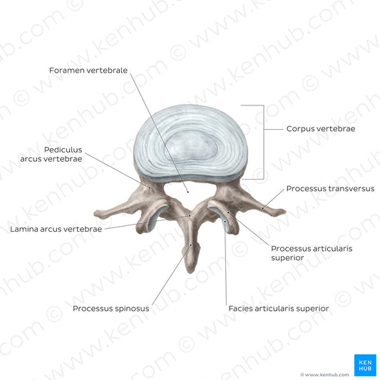 Typical vertebra (Latin)