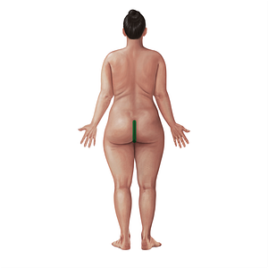 Intergluteal cleft (#21071)