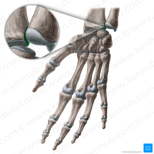 Ulnar notch of radius (#21338)