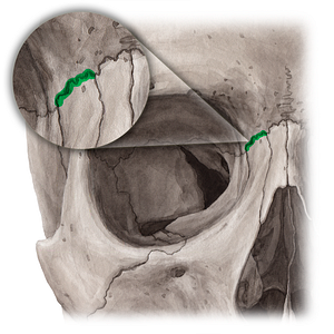 Frontomaxillary suture (#21456)