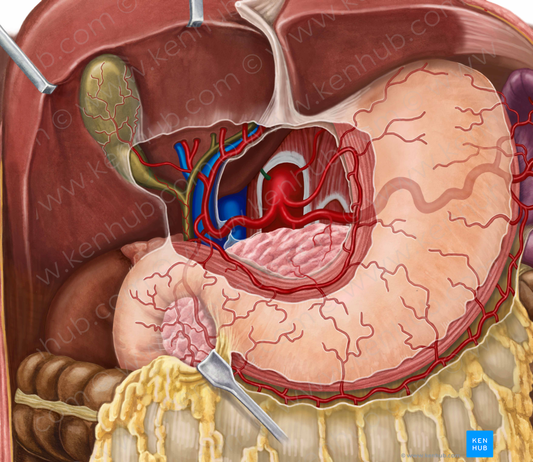 Right inferior phrenic artery (#1181)