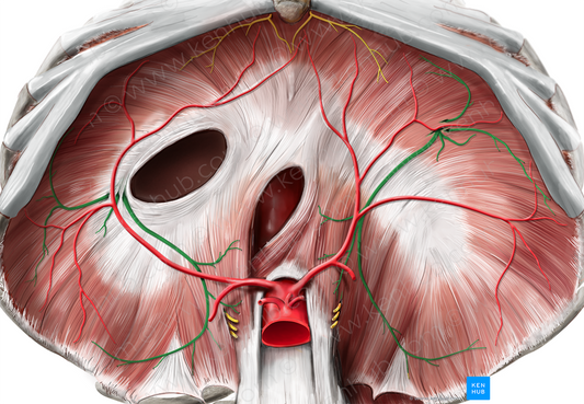 Phrenic nerve (#6690)