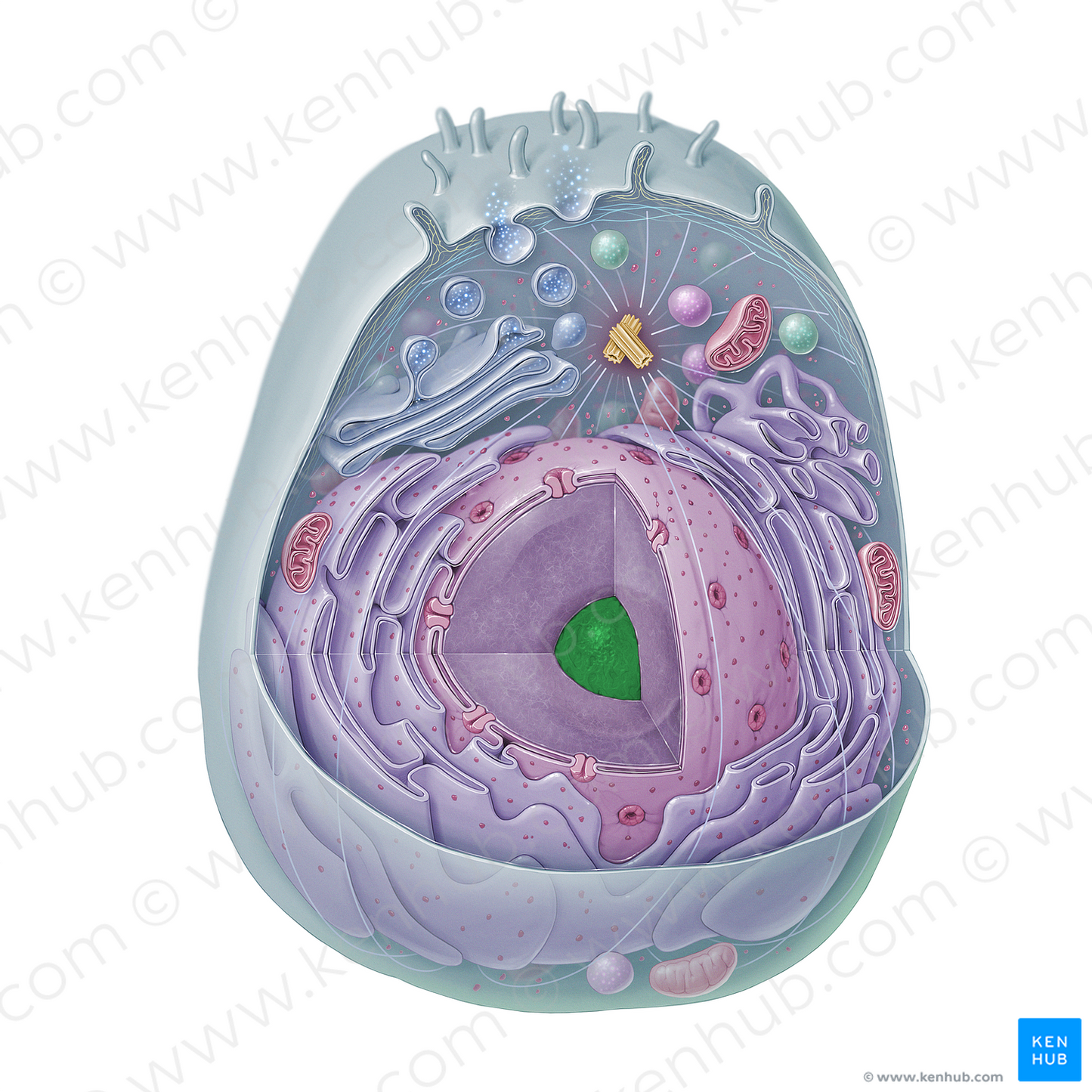 Nucleolus (#15333)