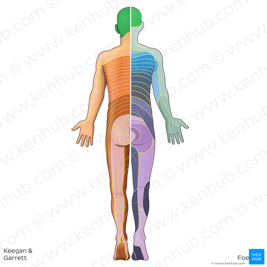 C2 dermatome (#20831)