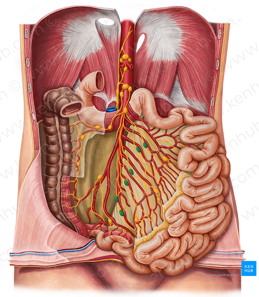 Intermediate mesenteric lymph nodes (#7057)