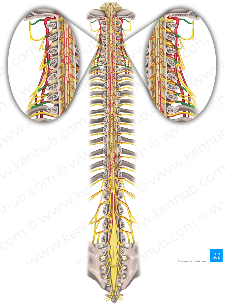 Spinal nerves C1-C8 (#6200)