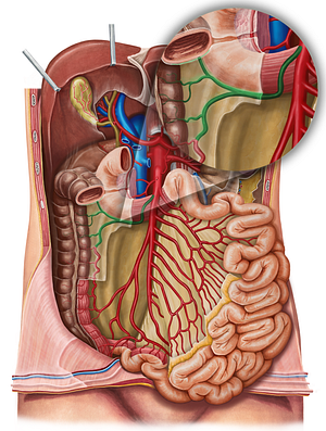 Right colic artery (#1048)