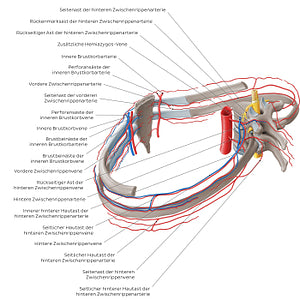 Arteries and veins of the intercostal space (German)