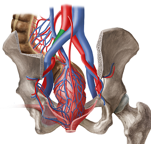 Left common iliac artery (#1386)