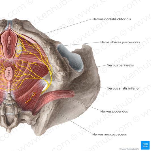 Nerves of the female perineum (Latin)