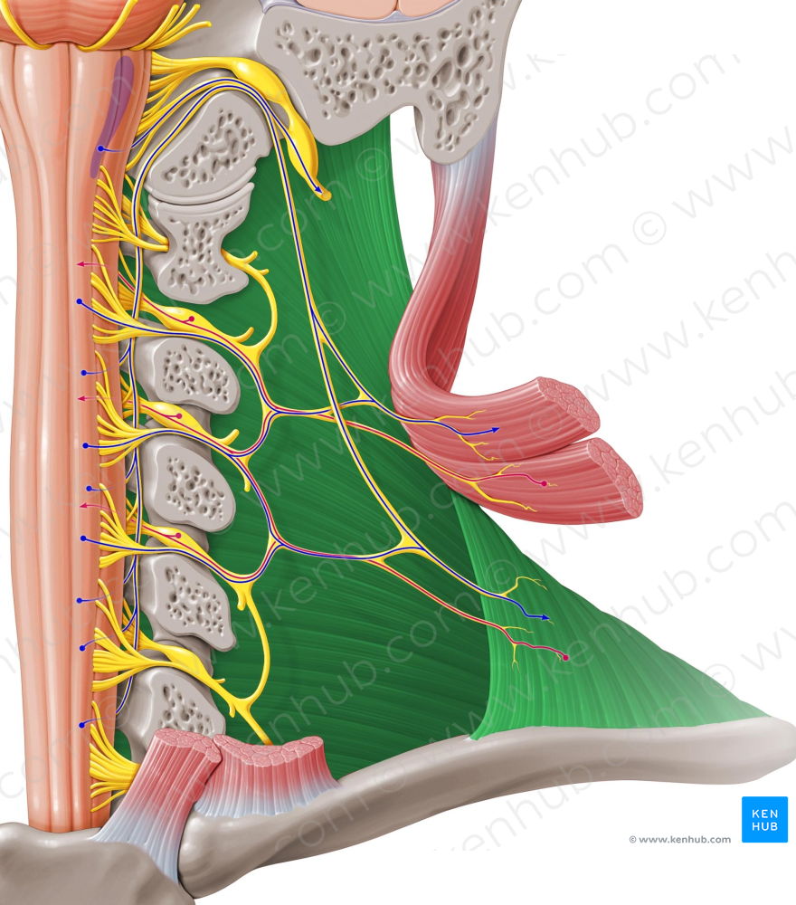 Trapezius muscle (#6148)