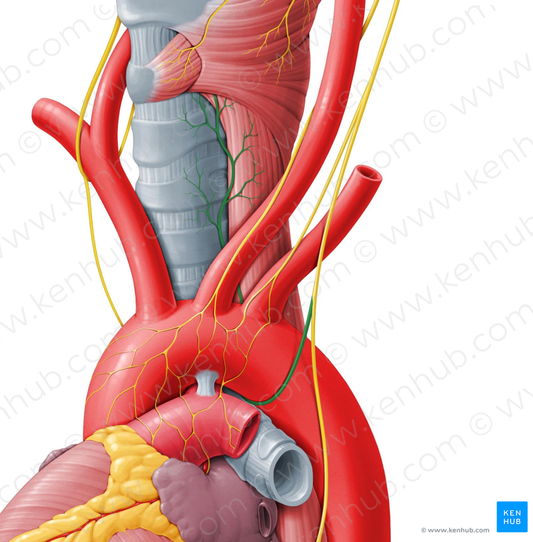 Left recurrent laryngeal nerve (#6522)