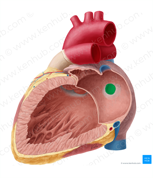 Valve of foramen ovale (#9916)