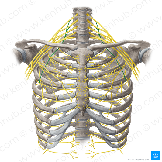 Long thoracic nerve (#20112)