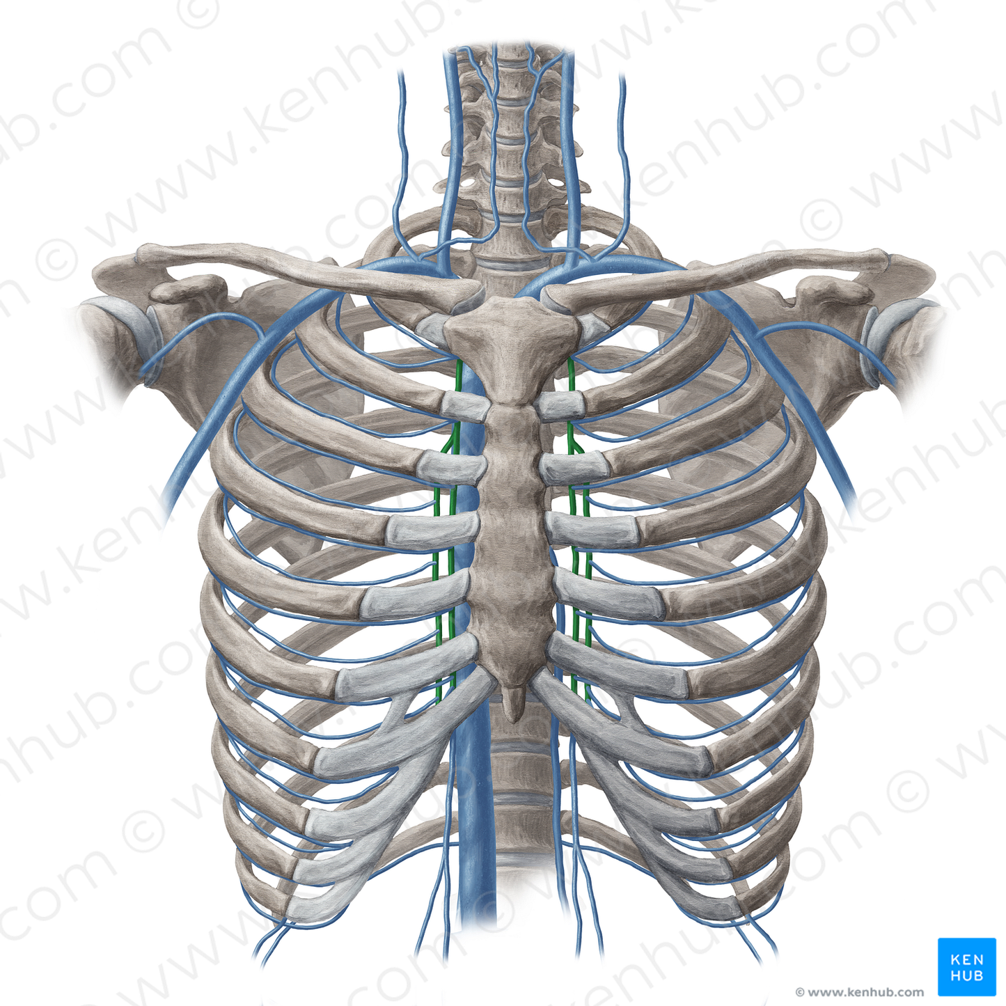 Internal thoracic vein (#10637)