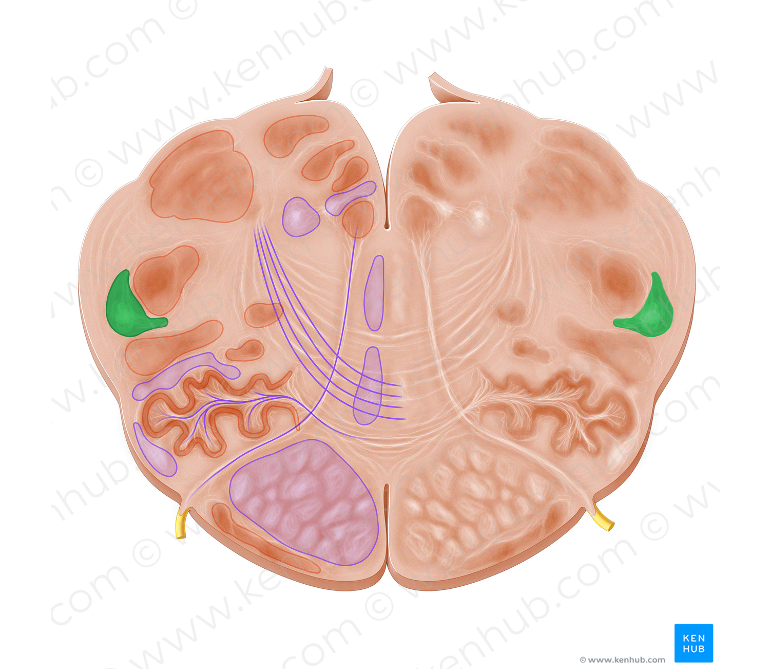 Spinal tract of trigeminal nerve (#9534)