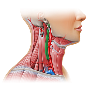 Internal jugular vein (#11135)
