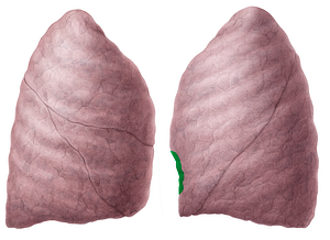 Cardiac notch of left lung (#4284)
