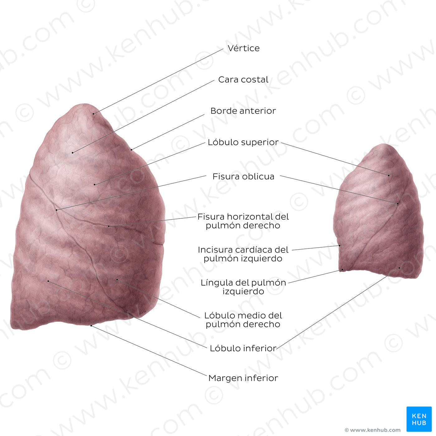 Lateral views of the lungs (Spanish)