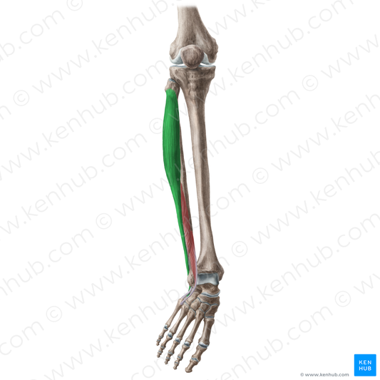 Fibularis longus muscle (#18811)