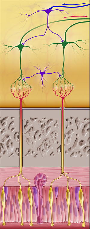 Projection neurons (#20619)