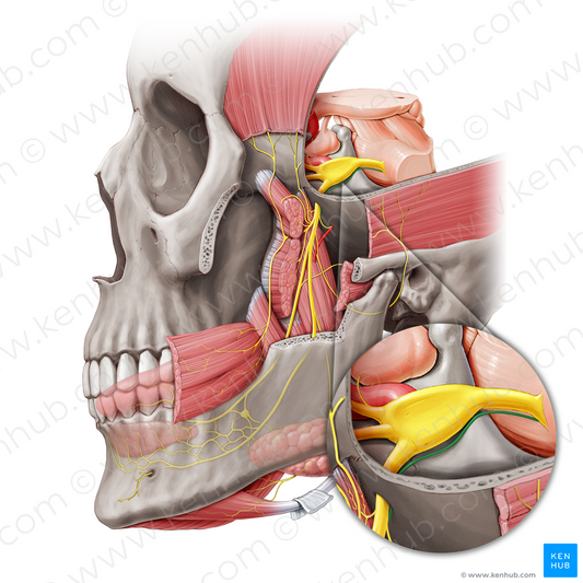 Motor root of trigeminal nerve (#20455)