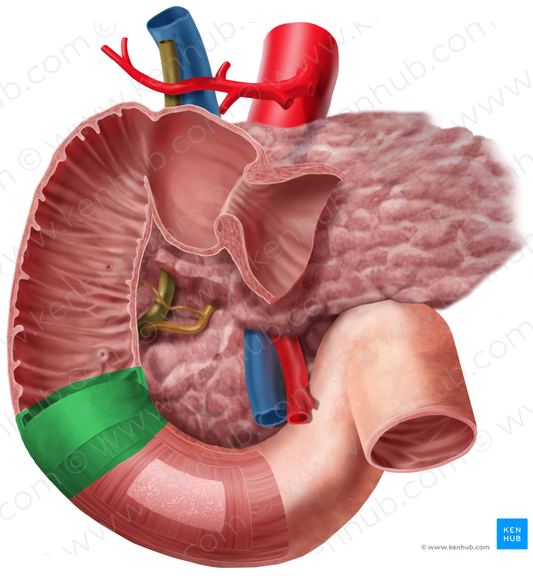 Inferior duodenal flexure (#3703)