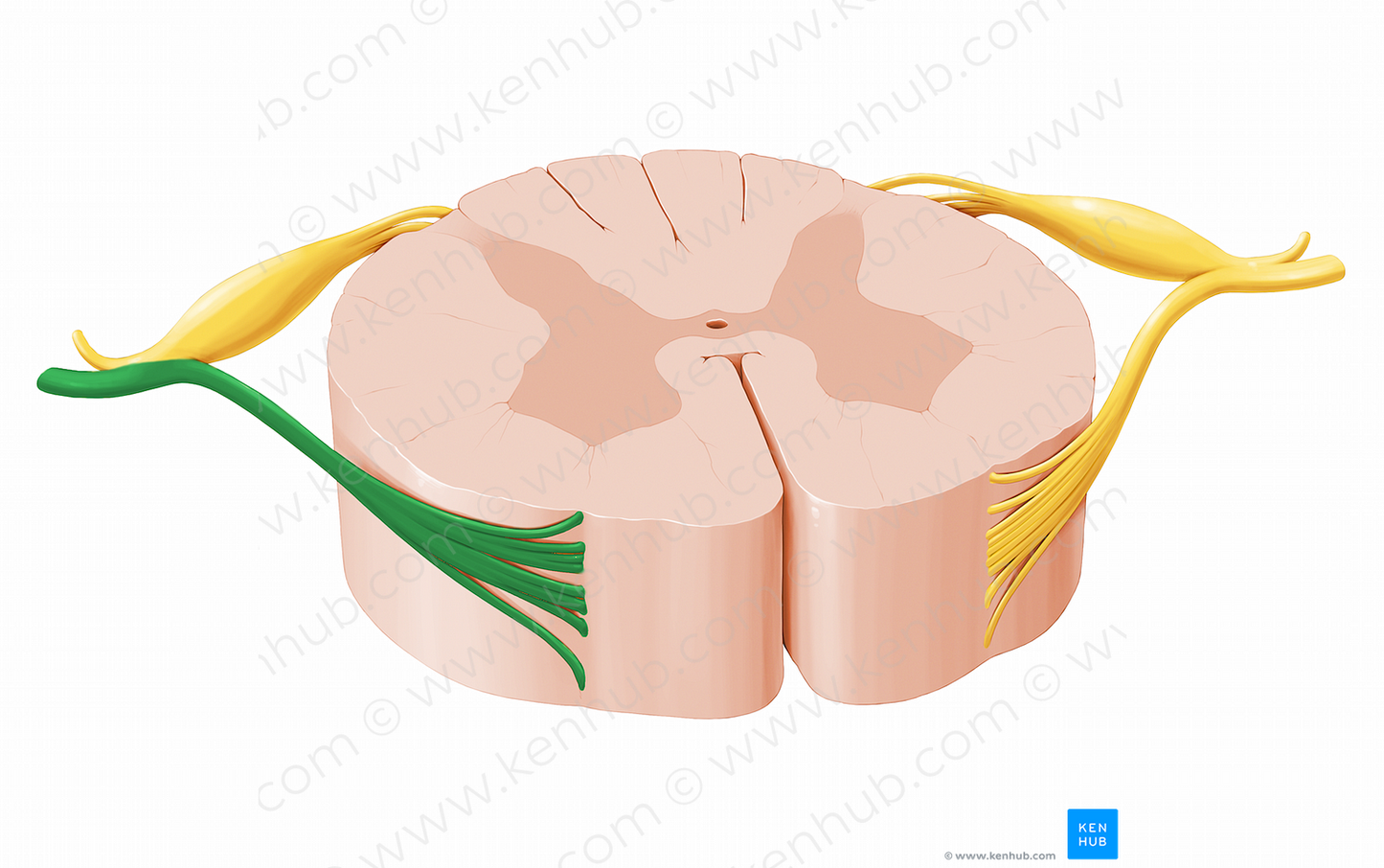 Anterior root of spinal nerve (#12066)