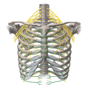 Intercostal nerve (#20111)