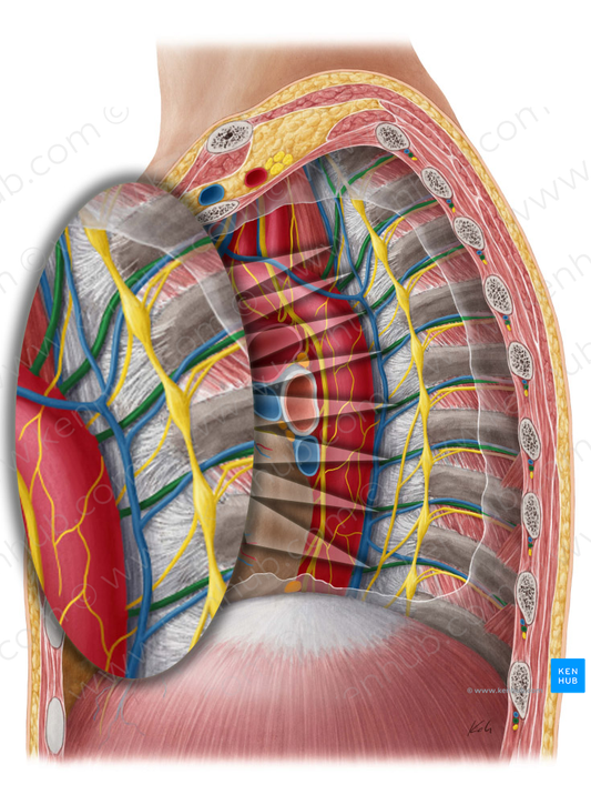 Posterior intercostal artery (#1150)