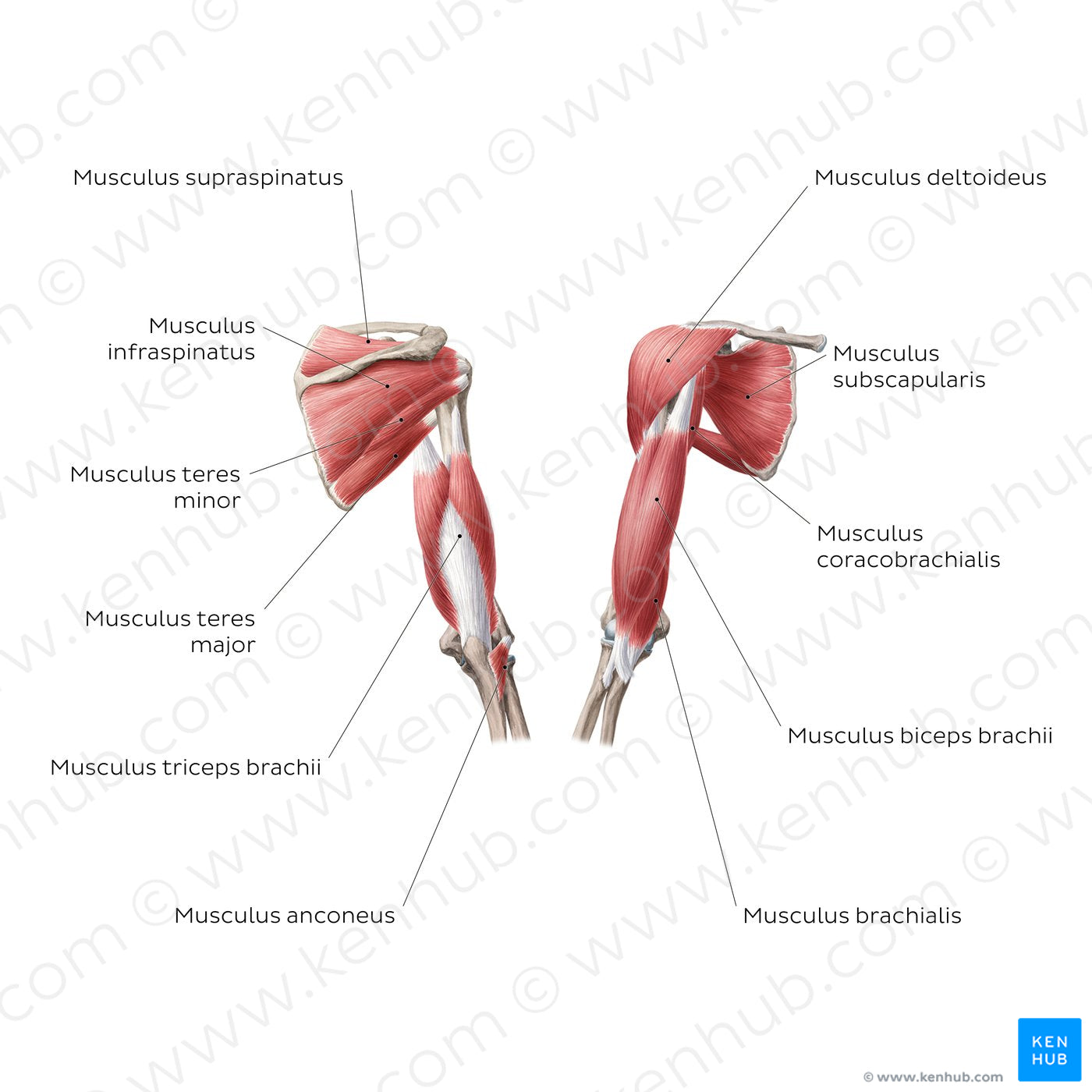 Muscles of the arm and shoulder (Latin)