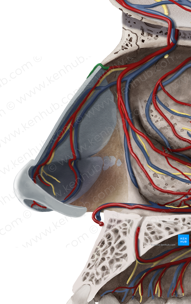 External nasal branches of anterior ethmoidal artery (#8516)