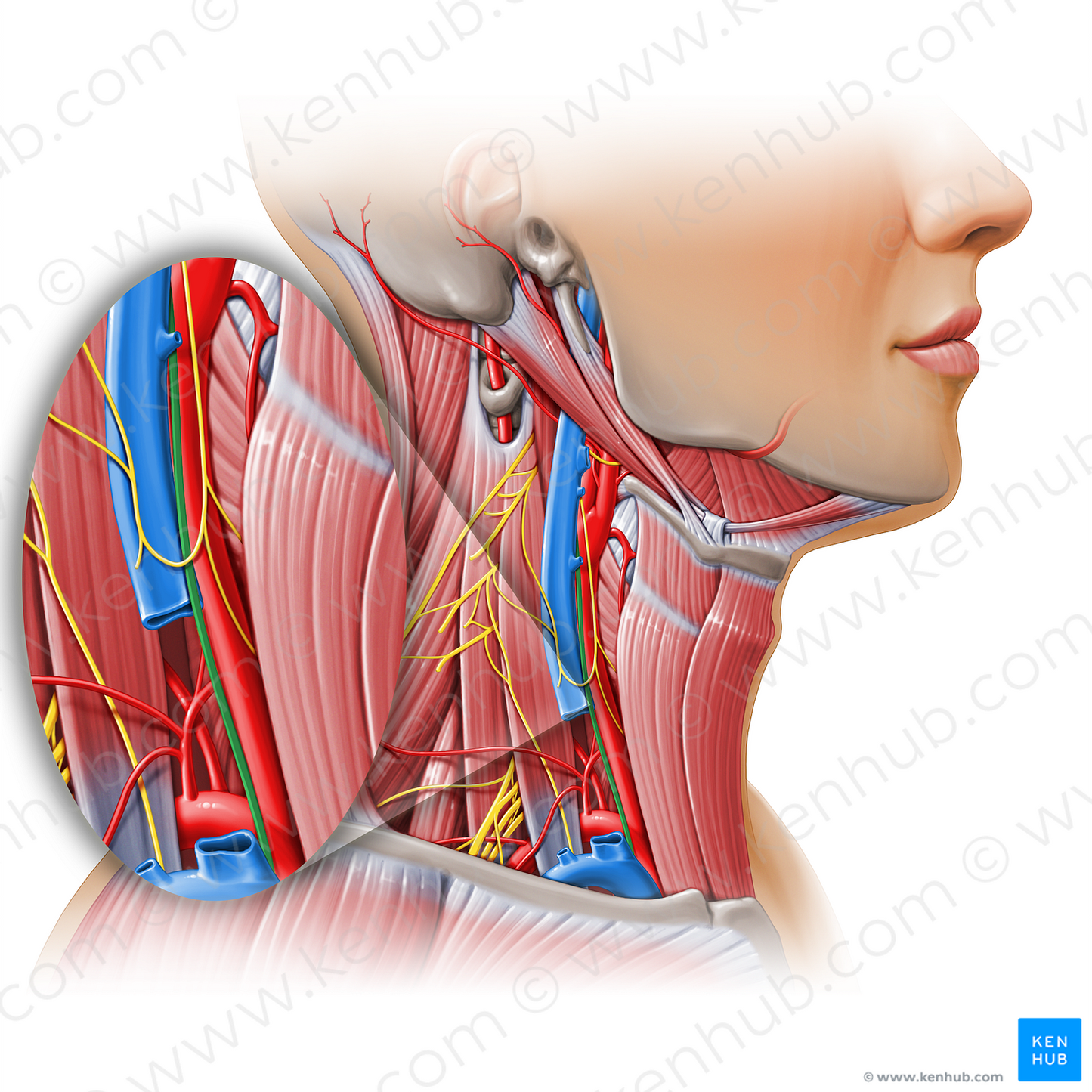 Right vagus nerve (#11164)