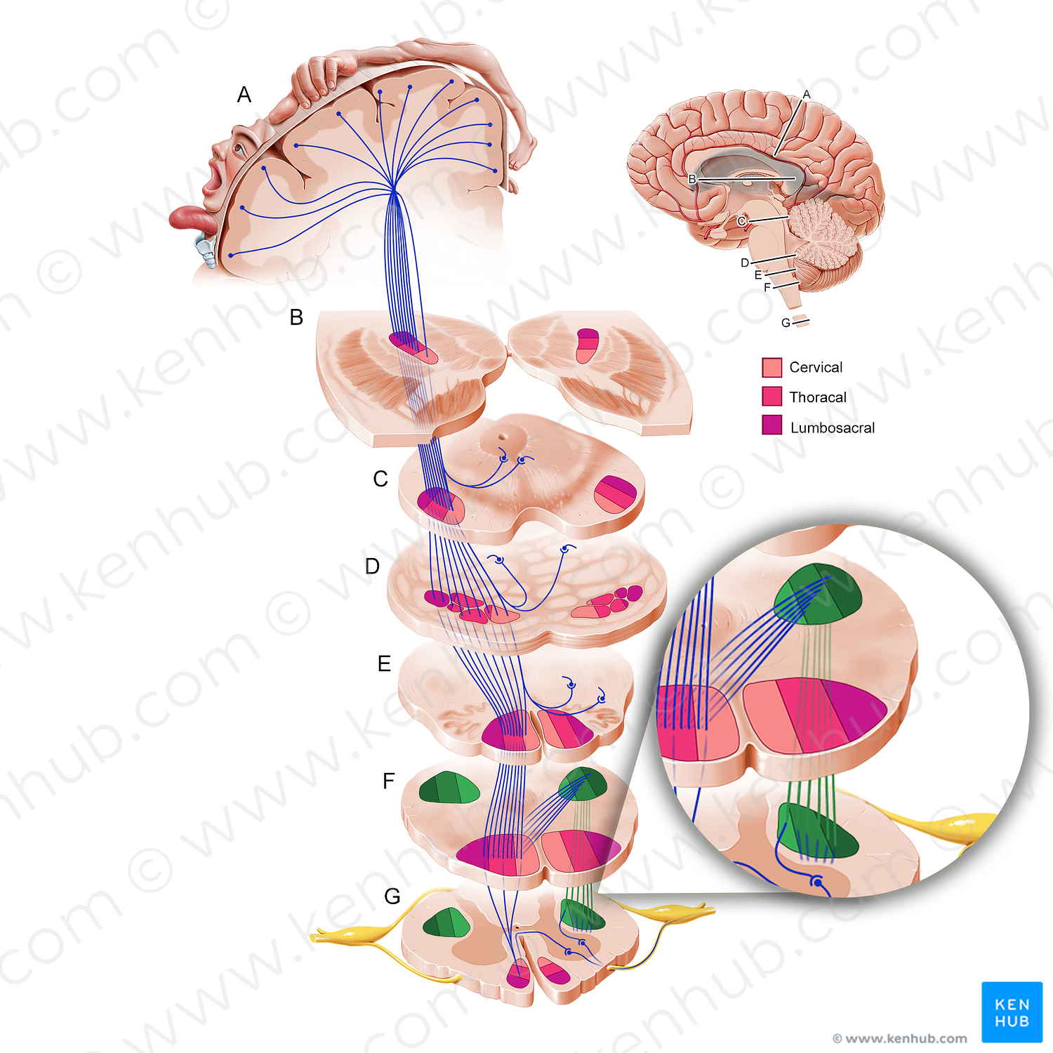 Lateral corticospinal tract (#11214)