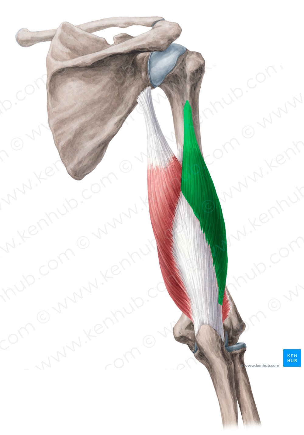 Lateral head of triceps brachii muscle (#2400)