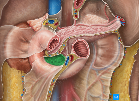 Head of pancreas (#2440)