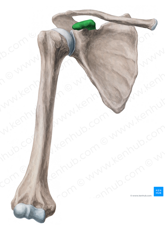 Coracoid process of scapula (#8198)
