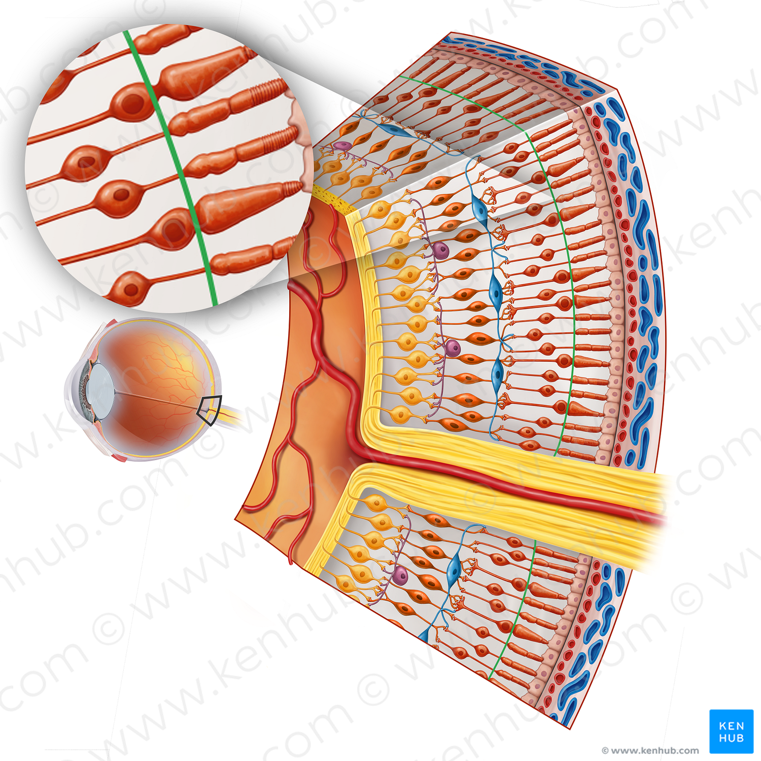 Outer limiting membrane of retina (#16878)