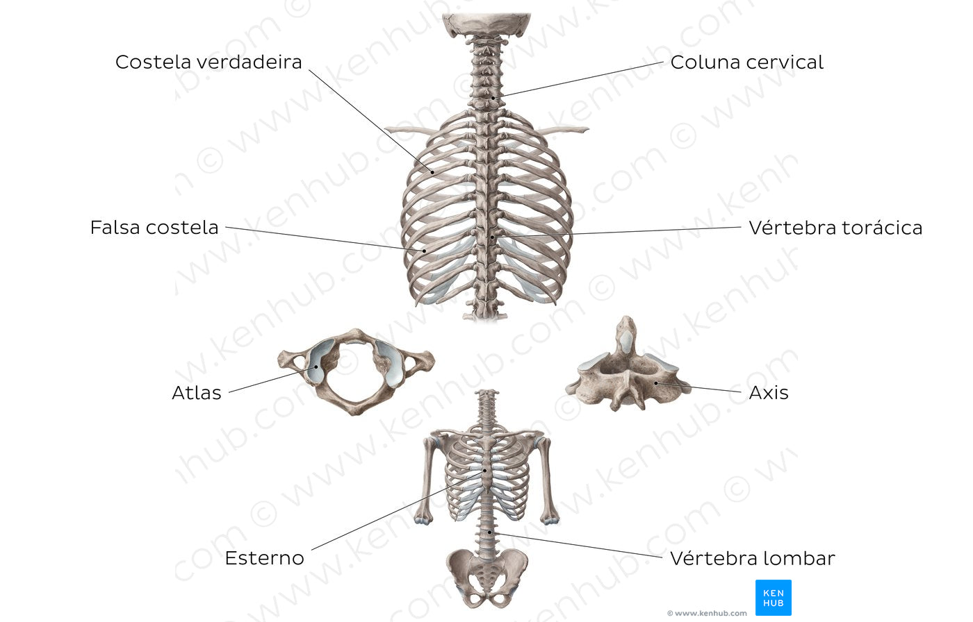 Main bones of the trunk (Portuguese)