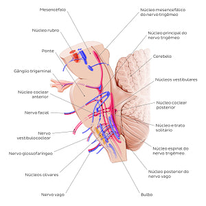 Cranial nerve nuclei - sagittal view (afferent) (Portuguese)