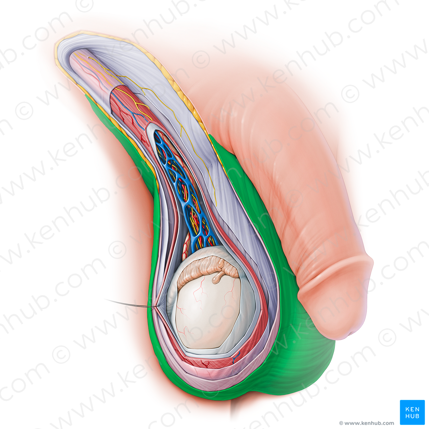 Scrotum (#15121)