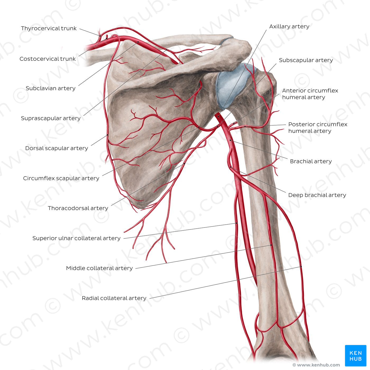 Arteries of the arm and the shoulder - Posterior view (English)