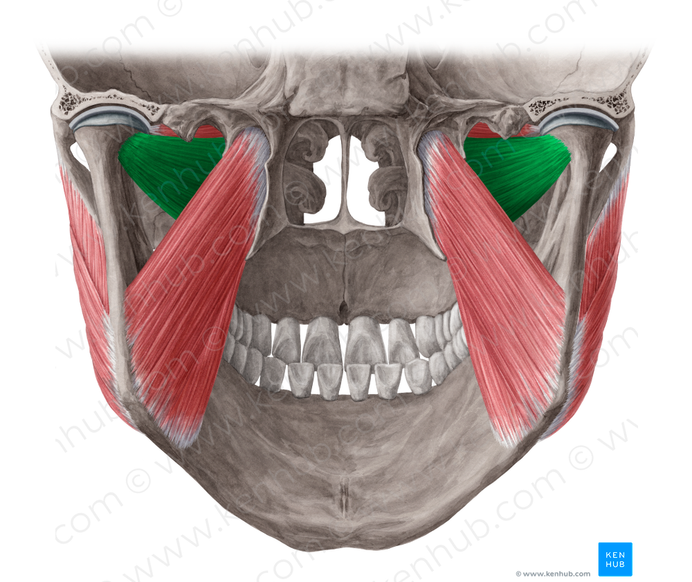 Inferior head of lateral pterygoid muscle (#7720)