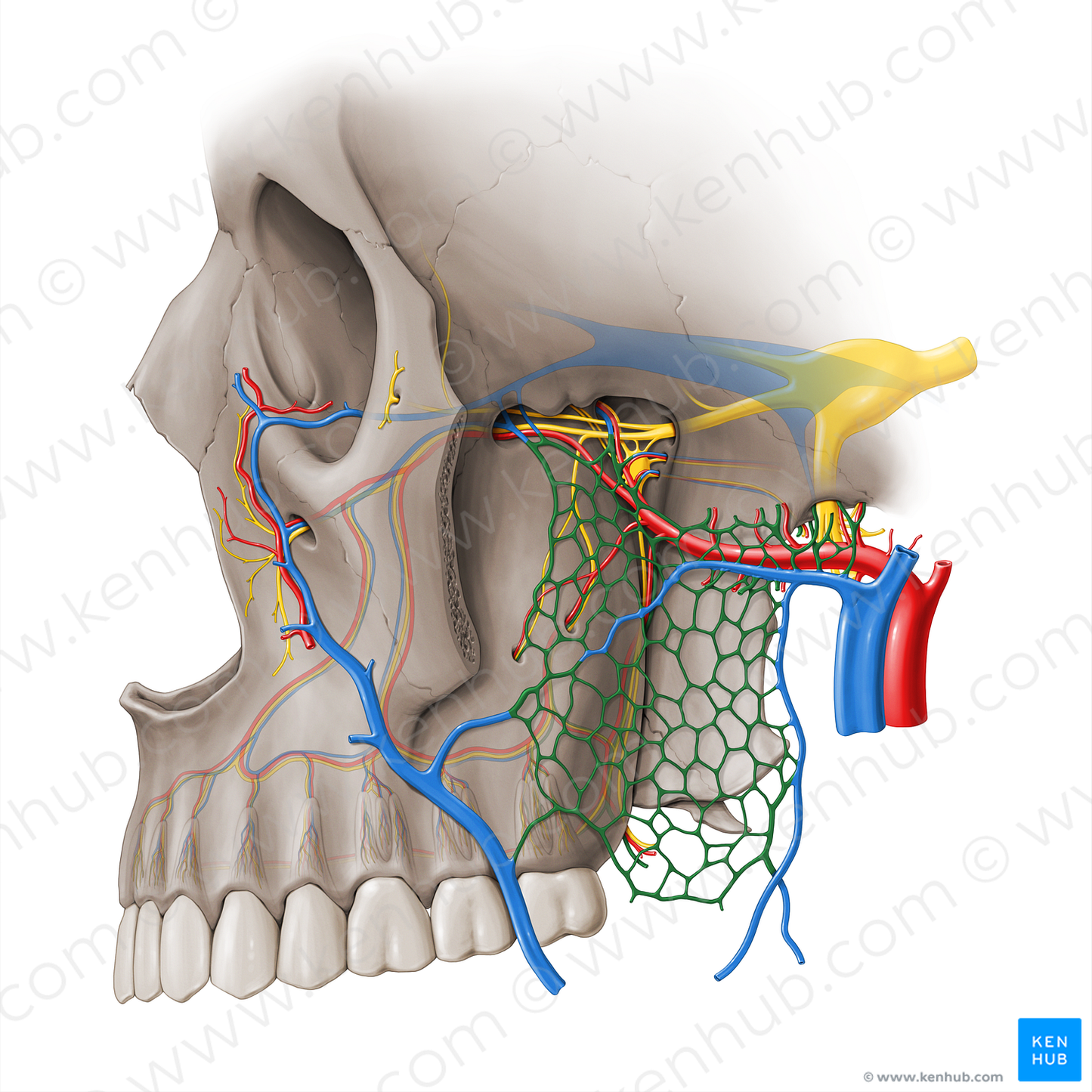 Pterygoid venous plexus (#18474)